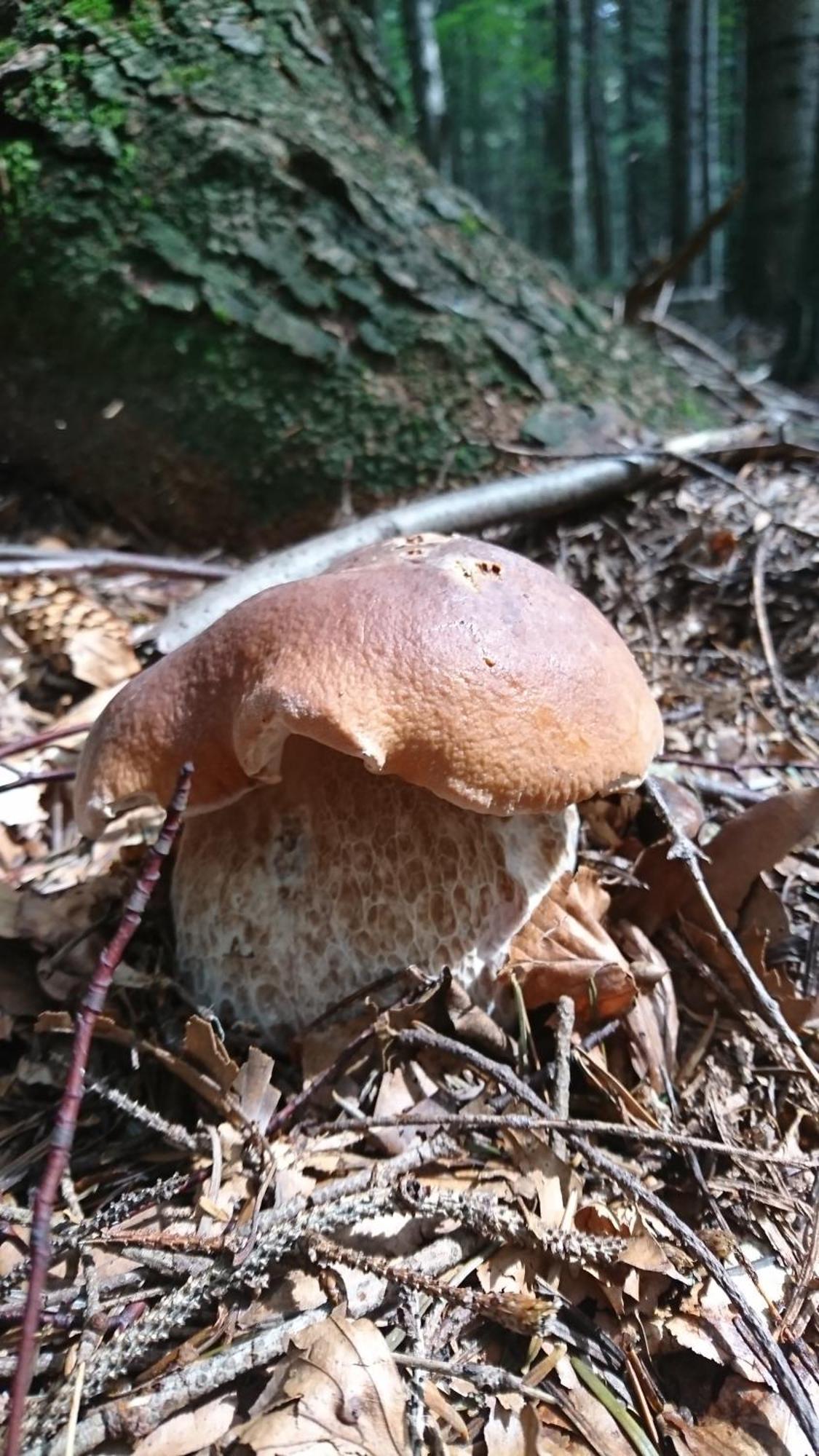 Willa Male Alpy 300 M Od Kompleksow Narciarskich Krynica Zdroj Exterior photo